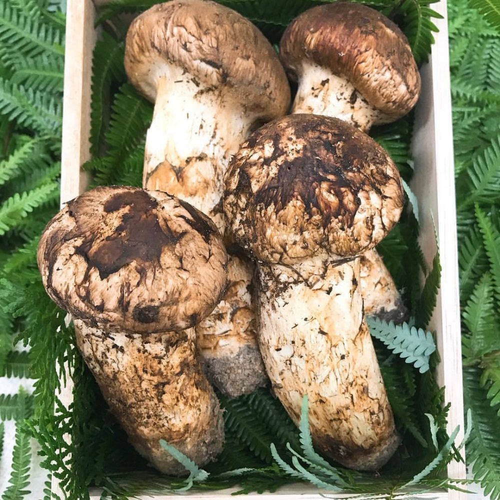 つぼみ（上・特上）